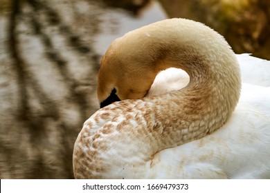 Close up of a serene swan peacefully napping,showcasing the beauty of nature in its purest form.