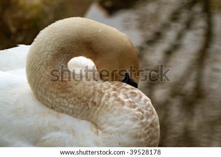 Close up of a serene swan peacefully napping,showcasing the beauty of nature in its purest form.