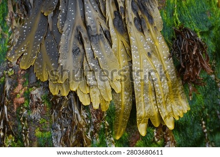 close up of serrated wrack