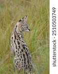 Close up of serval cub at attention in the grass 