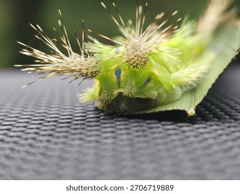 close up of Setothosea asigna