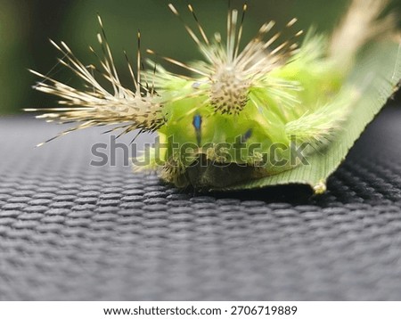 close up of Setothosea asigna