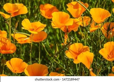 A close up of several California Poppies in full sunlight in a natural setting.