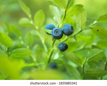 Close up of several ripe blueberries on a bush.