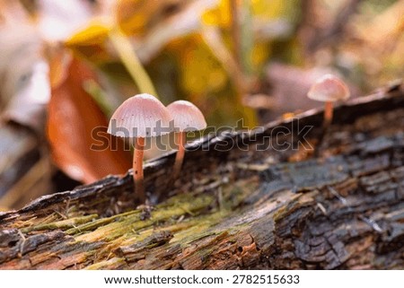 Close up of several tiny mushrooms with delicate pink speckled caps and thin orange stems sprouting from a weathered, mossy log. The background is a