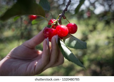 Cherry Door Stock Photos Images Photography Shutterstock