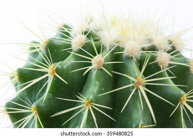 Close up of shaped cactus with long thorns