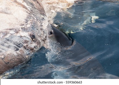 Close up of a shark attempting to take a bite out of a dead blue whale
