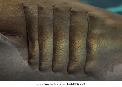 Close - Up Of Shark Gills