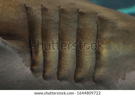 Close - up of shark gills