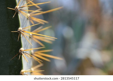 Close up of sharp cactus spines