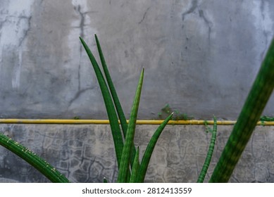 Close Up Of Sharp Green Snake Plant Leaves Against A Textured Gray Cement Wall With Yellow Pipe