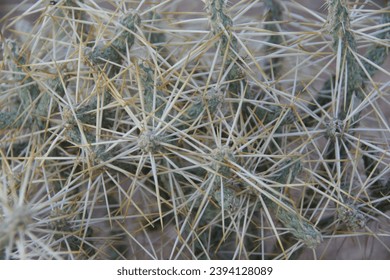 Close up of the sharp needles on a cactus.