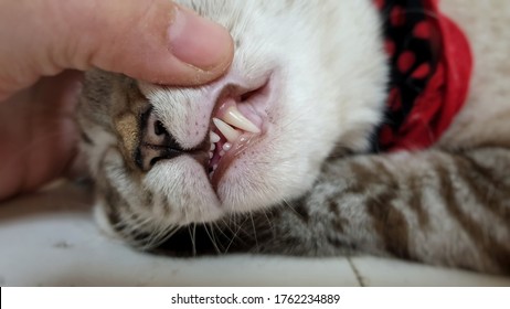 246,850 Teeth Close Up Images, Stock Photos & Vectors | Shutterstock