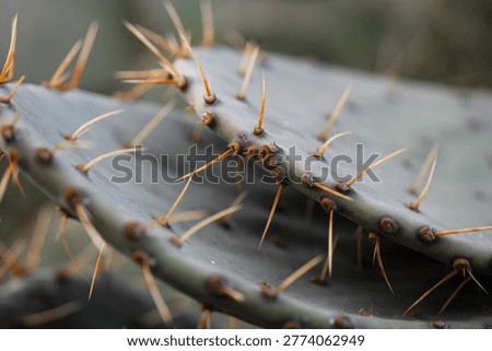 Close Up of Sharp Thorns on Prickly Pear Cactus