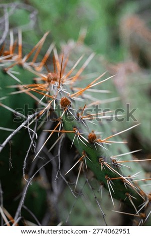 Close Up of Sharp Thorns on Prickly Pear Cactus