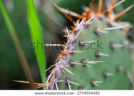Close Up of Sharp Thorns on Prickly Pear Cactus
