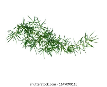 Close up of Shatavari plant (Asparagus racemosus Willd) on white background.
