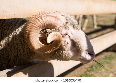 Close up sheep