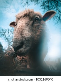 Close Up Of Sheep