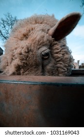 Close Up Of Sheep