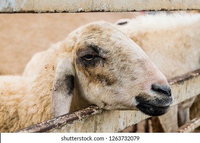 Close up of sheep 