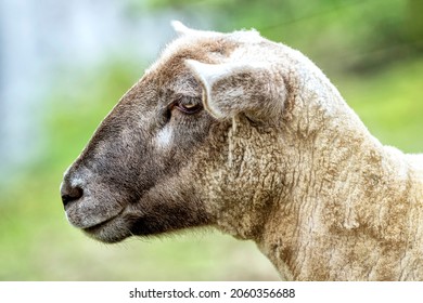 close up of a sheep