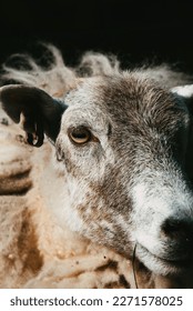 Close Up of a Sheep