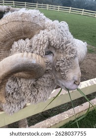Close up of a sheep