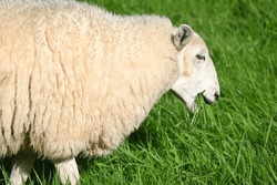 Close Up Of A Sheep Eating Grass In A Field – Gwynedd, Wales, UK