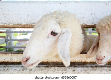 Close Up Sheep Face In Fram