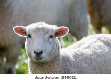 Similar Images, Stock Photos & Vectors of Close up of a sheep face on a ...