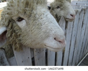 Close Up Sheep Face, Preparing Sheep For Eid Al Adha Which Is A Festival Celebrated Among Muslims All Over The World In Remembrance Of The Sacrifice That Prophet Ibrahim