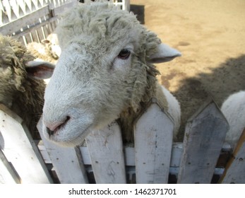 Close Up Sheep Face, Preparing Sheep For Eid Al Adha Which Is A Festival Celebrated Among Muslims All Over The World In Remembrance Of The Sacrifice That Prophet Ibrahim