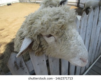 Close Up Sheep Face, Preparing Sheep For Eid Al Adha Which Is A Festival Celebrated Among Muslims All Over The World In Remembrance Of The Sacrifice That Prophet Ibrahim