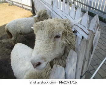 Close Up Sheep Face, Preparing Sheep For Eid Al Adha Which Is A Festival Celebrated Among Muslims All Over The World In Remembrance Of The Sacrifice That Prophet Ibrahim