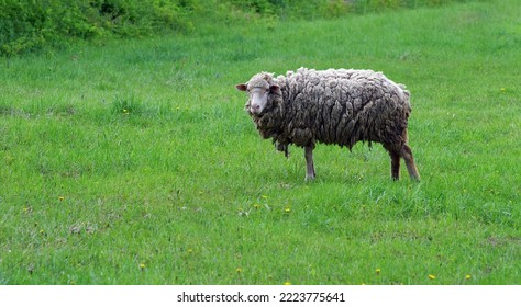 Close up of sheep in field - Powered by Shutterstock