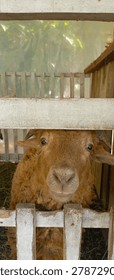 close up of sheep in a pen looking at the camera