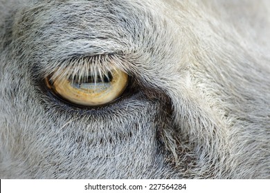 Close up of a sheep's eye.