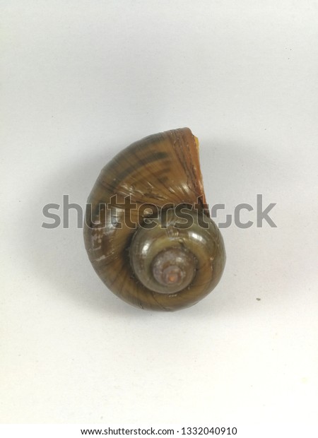 Close Shell Golden Apple Snail Large Stock Photo Edit Now