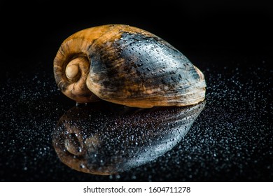 close up of a shell housing reflection isolated black white