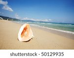 close up of shell on beach