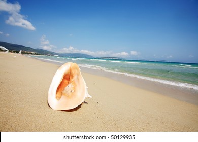 close up of shell on beach