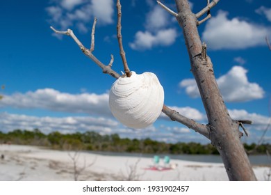 Close Up Of Shell In A Tree At Tampa  Florida Beach