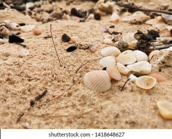 close up shells on the sand 