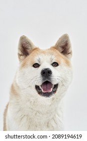 Close Up Of Shiba Inu Dog With Open Mouth Looking At Camera. Adorable Furry Orange And White Dog. Human Friend. Pet Animal. Isolated On White Background. Studio Shoot. Copy Space