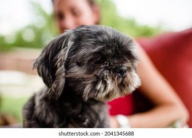 Close Up Of Shih Tzu On Owner's Lap In Ohio