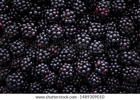 Close up of shiny, freshly picked blackberries 