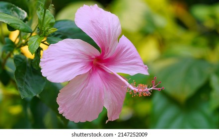 The close up of Shoe flower, Hibiscus, Chinese rose.                                - Powered by Shutterstock