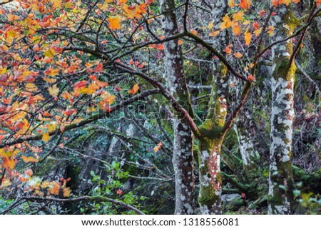 Close up shoot of mossy trunks of maple trees with yellow-red leaves at autumn.